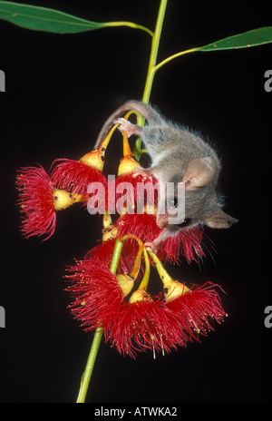 Little Pygmy Possum Cercartetus lepidus Photographed in Tasmania Australia Stock Photo