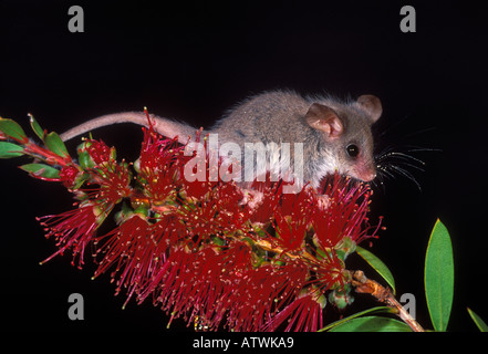 Little Pygmy Possum Cercartetus lepidus Photographed in Tasmania Australia Stock Photo
