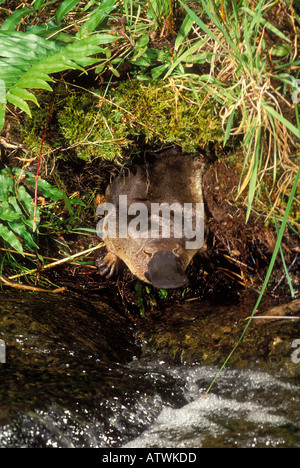 Platypus Ornithorhynchus anatinus Emerging from burrow Stock Photo