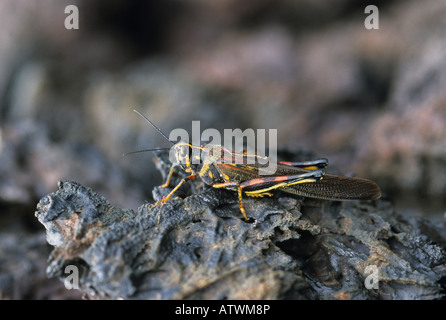 Large Painted Locust Schistocerca melanocera Stock Photo