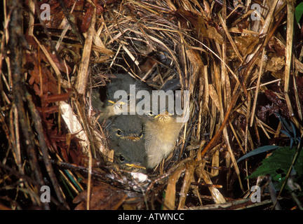 Chiffchaff, Phylloscopus collybita, nest with chicks, New Forest ...