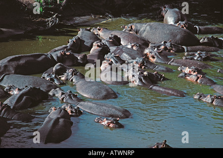 School of over 30 thirty Hippo wallowing in the Mara River Masai Mara National Reserve Kenya East Africa Stock Photo