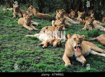 Large group of sixteen 16 lionesses and cubs lying down and relaxing in Masai Mara National Reserve Kenya East Africa