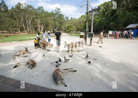 Tourists with kangaroos in Currumbin wildlife sanctuary Stock Photo