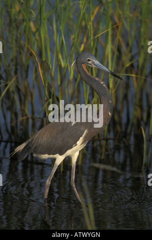 Tricolored Heron, Egretta tricolor, wading. Stock Photo
