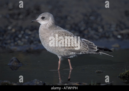 Mew Gull juvenile, Larus canus, standing in water. Stock Photo