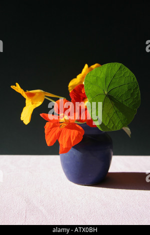 Beautiful yellow and red nasturtium flowers with green leaves in blue vase on pink table cloth against black background Stock Photo