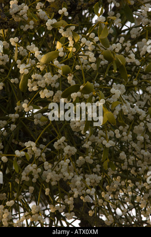 Mistletoe, Viscum Album, A Parasitic Plant Growing In A Tree In ...