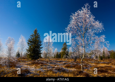Birches Betula pubescens with hoar frost in a bog in the Haut Jura near Morez Midwinter East France, Natural Regional Park Stock Photo