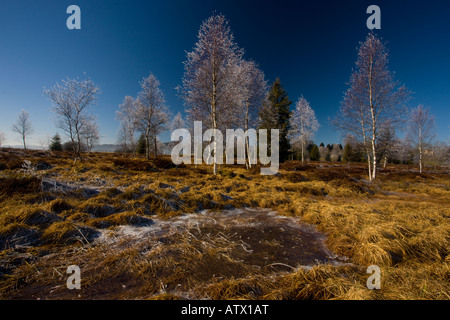 Birches Betula pubescens with hoar frost in a bog in the Haut Jura near Morez Midwinter East France, Natural Regional Park Stock Photo