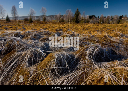 Birches Betula pubescens with hoar frost in a bog in the Haut Jura near Morez Midwinter East France Natural Regional Park Stock Photo
