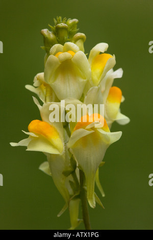 Common Toadflax, Linaria vulgaris in flower Stock Photo
