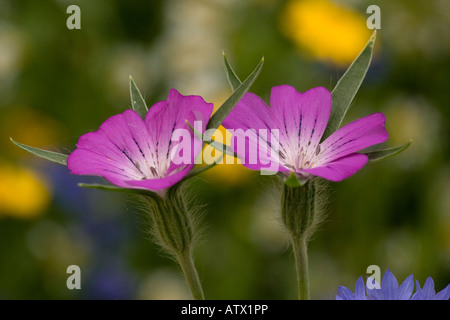 Corncockle Agrostemma githago very rare cornfield weed in UK Stock Photo