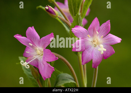 Great Willowherb or Codlins and Cream Epilobium hirsutum in flower Stock Photo