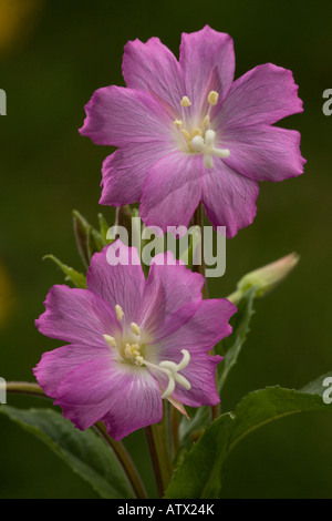 Great Willowherb or Codlins and Cream, Epilobium hirsutum in flower Stock Photo