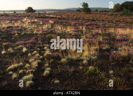 Heathland at Arne Purbeck next to Poole Harbour in full flower RSPB Nature Reserve Dorset Stock Photo