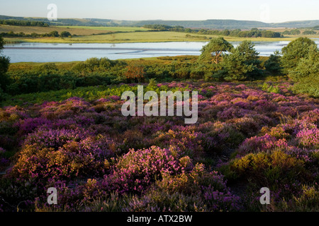 Heathland in full flower at Arne, Purbeck next to Poole Harbour, Dorset, England UK Stock Photo