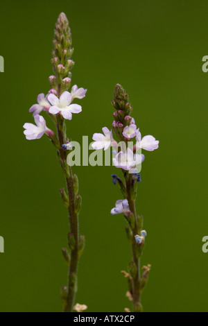 Vervain Verbena officinalis in flower Stock Photo