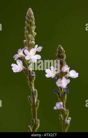 Common vervain (Verbena officinalis) in flower, close-up Stock Photo