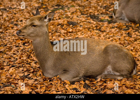 Sika Deer Cervus nippon young female in beech woodland Naturalised in UK Stock Photo