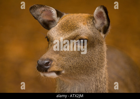 Young female Sika deer (Cervus nippon) in beech woodland. Naturalised in UK Stock Photo