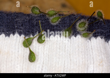 Enchanter's nightshade (Circaea lutetiana) seeds on sock, close-up Stock Photo
