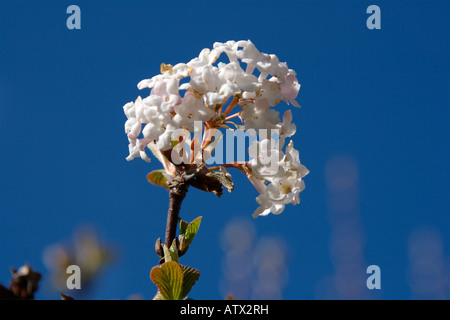 VIBURNUM JUDDII CAPRIFOLIACEAE SHRUB PLANT HARDY IN BLOSSOM IN FEBRUARY Stock Photo