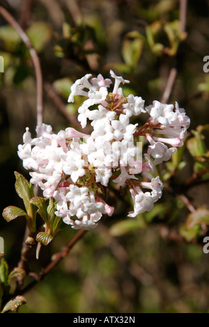 VIBURNUM JUDDII CAPRIFOLIACEAE SHRUB PLANT HARDY IN BLOSSOM IN FEBRUARY Stock Photo