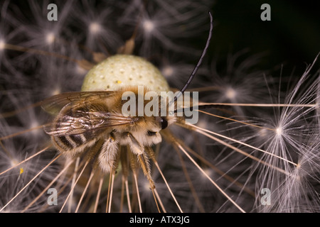 A long horned bee, male, Eucera longicornis, Solitary aculeate hymenoptera France Stock Photo