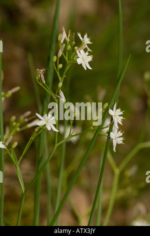 Kerry Lily, Simethis planifolia (Simethis mattiazzii,) Very rare plant in UK and Eire Stock Photo