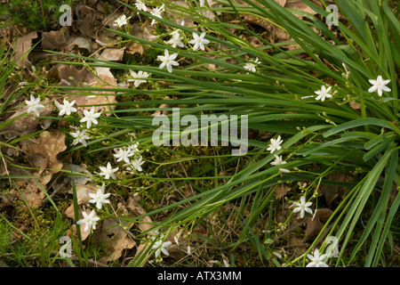 Kerry Lily, Simethis planifolia (Simethis mattiazzii,) Very rare plant in UK and Eire Stock Photo