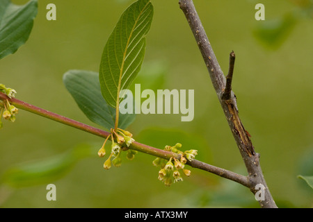 Alder buckthorn (Frangula alnus) in flower, close-up Stock Photo