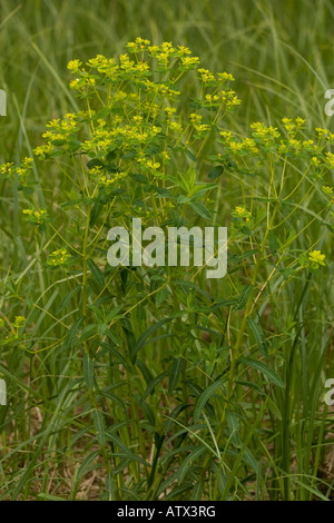 Marsh spurge, Euphorbia palustris, in wetland area Stock Photo