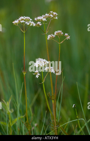 Marsh valerian, Valeriana dioica growing in fen; Uncommon in UK Stock Photo