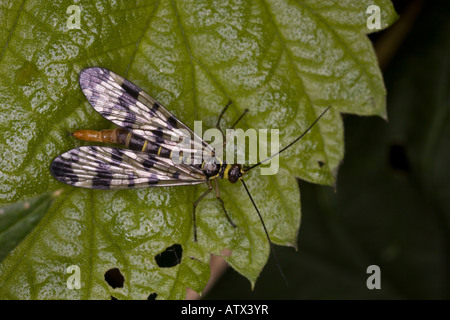 Scorpion fly, female Panorpa meridionalis, on leaf France Stock Photo