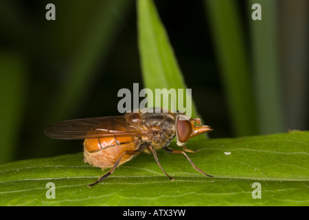 A beaked hoverfly (Rhingia campestris) resting on plant, close-up Stock Photo