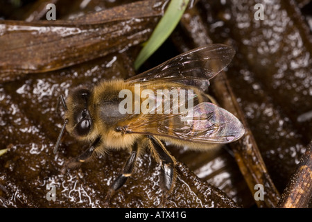 Honey bee drinking Apis mellifera at wet patch Stock Photo