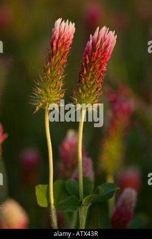 Crimson clover, Trifolium incarnatum, in flower Stock Photo