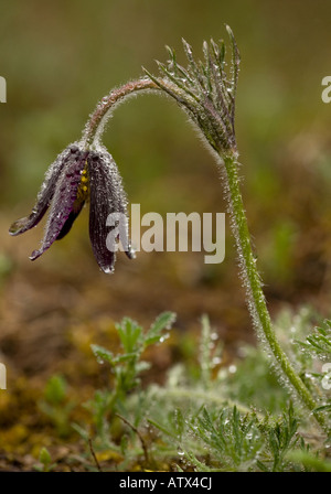 Pasque Flower Pulsatilla vulgaris on rainy day Stock Photo