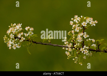 St Lucie Cherry Prunus mahaleb in flower France Stock Photo