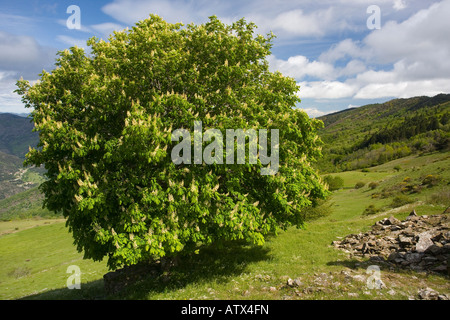 Horse Chesnut, tree, Aesculus hippocastaneus, in flower in the Cevennes France Stock Photo