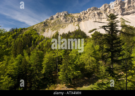 Silver Fir forest, Abies alba with beech Fagus sylvatica in the Buech Valley Vercors Mountains France Stock Photo