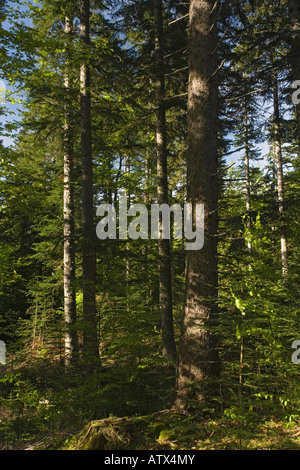 Silver Fir, forest, Abies alba, in the Buech Valley, Vercors Mountains France Stock Photo