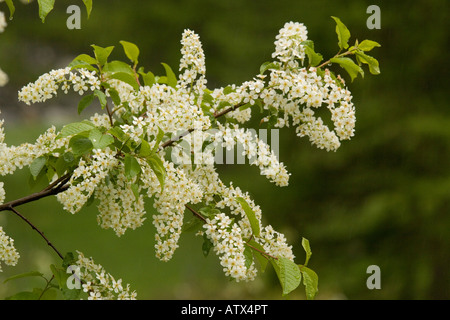 Bird cherry, Prunus padus, in flower woodland edge Stock Photo