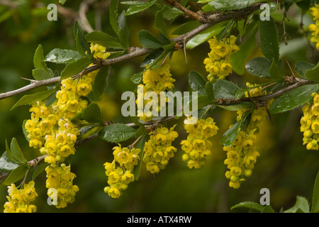 Barberry Berberis vulgaris in flower spring Stock Photo