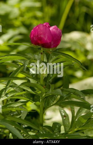 Wild Paeony, Paeonia mascula, in flower Stock Photo