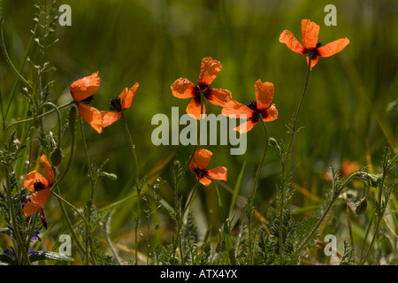 Prickly Poppy Papaver argemone in flower Rare arable weed in UK Stock Photo