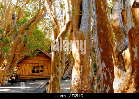 Old Cabin in the woods, Los Arrayanes National Park, Peninsula de Quetrihue, Neuquen, Argentina, South America Stock Photo