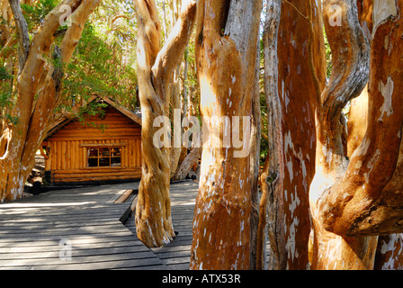 Old Cabin in the woods, Los Arrayanes National Park, Peninsula de Quetrihue, Neuquen, Argentina, South America Stock Photo