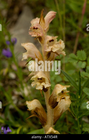 Clove scented or Bedstraw Broomrape, Orobanche caryophyllacea, in flower Parasitic on bedstraws Stock Photo